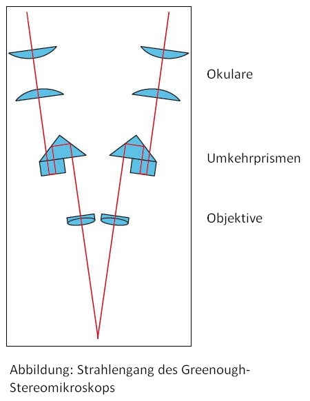 Greenough Stereomikroskop Strahlengang